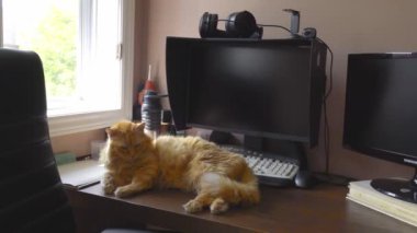 Kedi uyandı ve başını kaldırdı, monitörün yanındaki masanın üzerine uzandı.