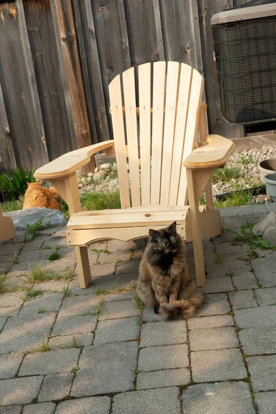 Die Katze Sitzt Garten Neben Dem Gartenstuhl — Stockfoto
