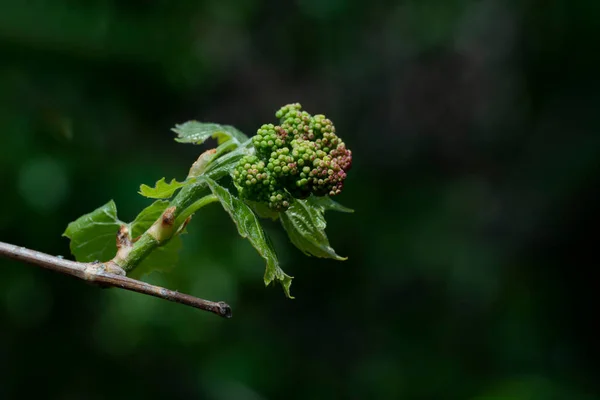 Een Spruit Van Wilde Druiven Een Wijnstok Met Ongeopende Bloemen — Stockfoto