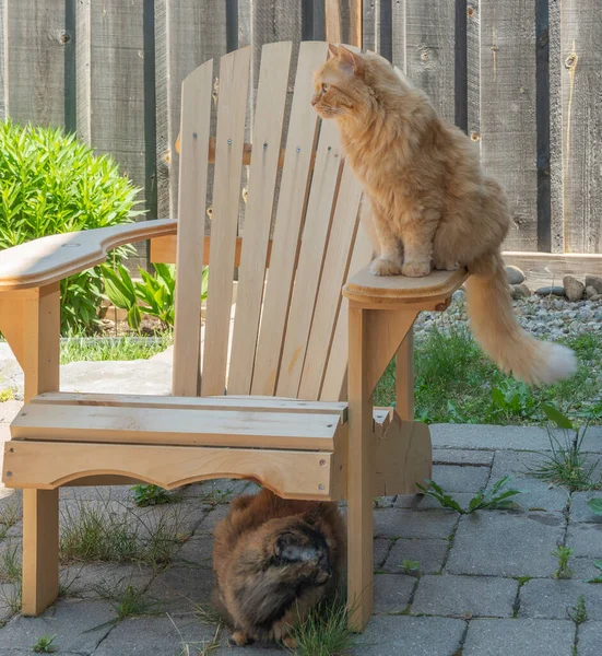 Katze Auf Einem Gartenstuhl — Stockfoto