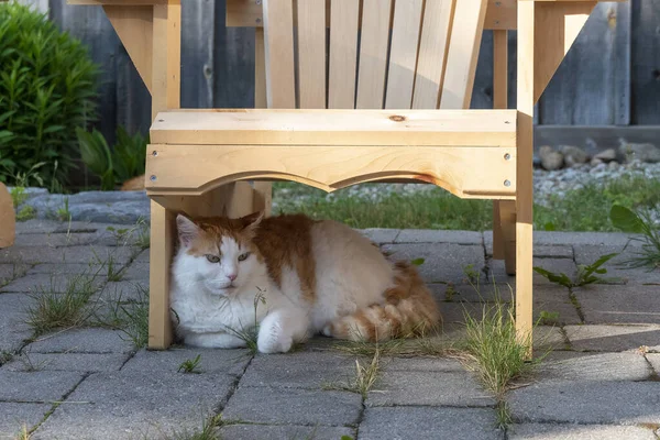 Weiße Katze Mit Braunen Flecken Legt Sich Unter Einen Gartenstuhl — Stockfoto