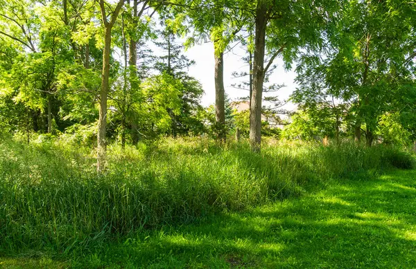 stock image A patch of uncut high green grass near the trees in front of the entrance to the park