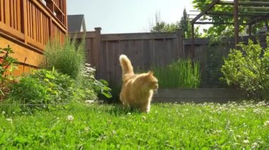 Büyük kırmızı bir kedi dikkatlice ve dikkatlice uzun otların arasında yürüyor.