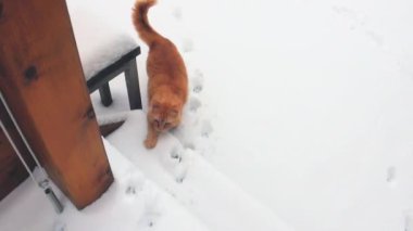 Kedi dikkatli adımlarla karların içinden yürüyüşten eve dönüyor.