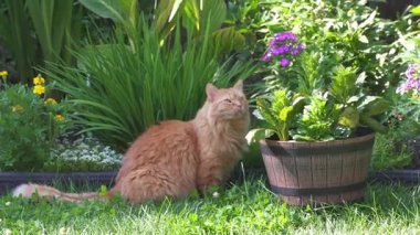 Kızıl bir kedi, küçük bir kuş yakalamak umuduyla çiçek bahçesinde saklanır.