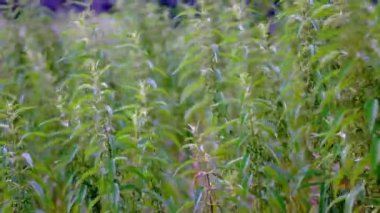 Güçlü bir rüzgar, orman yolunda büyüyen uzun ısırgan otlarını sallar..