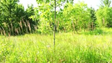 Genç bir akçaağacın yakınındaki bir ormanda uzun ince çim yaprakları yetişir.