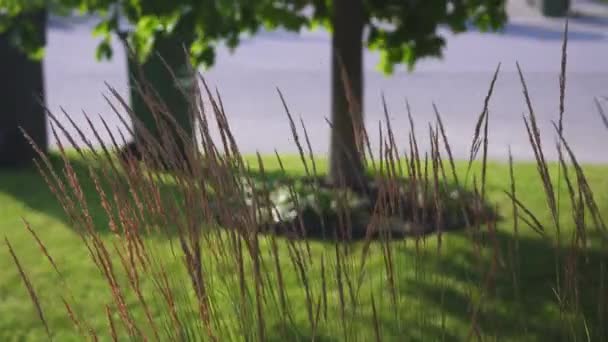 Tüylü Otların Uzun Yaprakları Rüzgarda Sallanıyor Yeşil Bir Çimenliğin Arka — Stok video