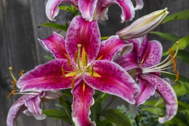 Koyu pembe zambak çiçeği resmi koyu gri ahşap arka planda