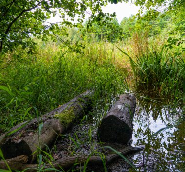Bataklığa atılan iki kütük, yemyeşil bitki örtüsünün arka planına karşı suyun içinde yatıyor.