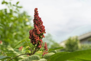 Sumac meyvesinin koyu kırmızı konisi, ağacın yeşil yapraklarının arka planında göze çarpar..