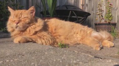 Büyük kırmızı bir kedi sıcak taş levhalar üzerinde uyukluyor ve zaman zaman başını kaldırıp dinliyor..