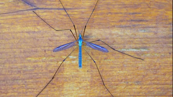 Dessa Insekter Kan Signalera Slutet Torka — Stockvideo