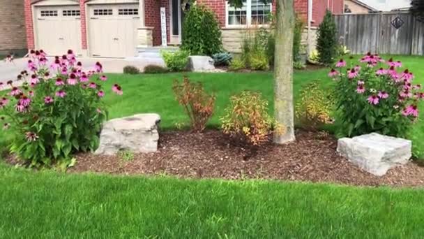 房子前面的一棵树下长着美丽的绿色草坪和粉红色的大花 — 图库视频影像