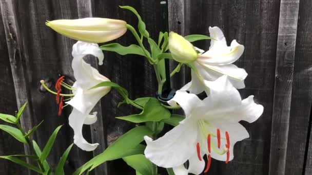 Hvide Lilje Blomster Mørk Baggrund Mod Varm Træ Hegn – Stock-video