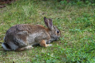 Kanada posta kutusu, beyaz arkaplanda izole