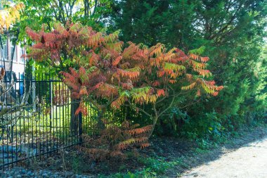 Sumac meyveli bonsai tarzı dekoratif ağaç.