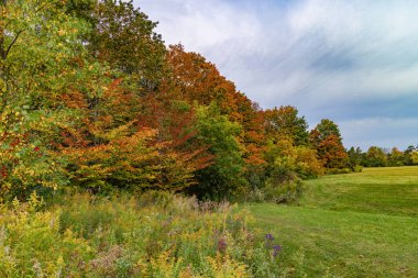 Ekim 'de bulutlu bir havada güzel bir sonbahar ormanının parçası.
