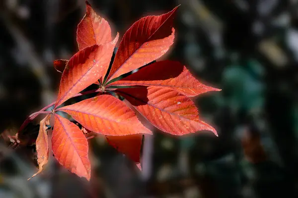 Red leaves on a dark green backgroundon a dark green background