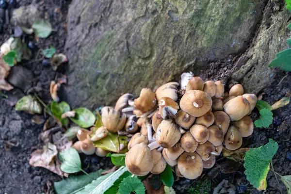 오래된 근처에 버섯의 그룹이 아닙니다 스톡 사진