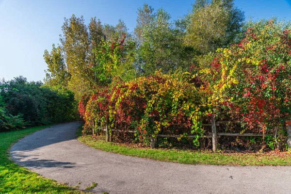 フェンスの近くのパスに沿って多色の秋の茂み ロイヤリティフリーのストック画像