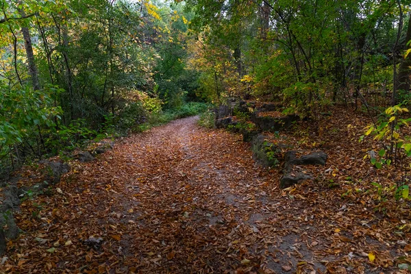 カラフルな葉で覆われた森の道 ストック画像