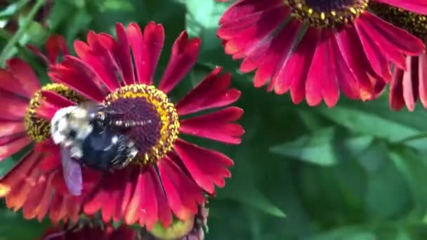 Uma Abelha Voa Flor Flor Tentando Coletar Mais Néctar Antes — Vídeo de Stock