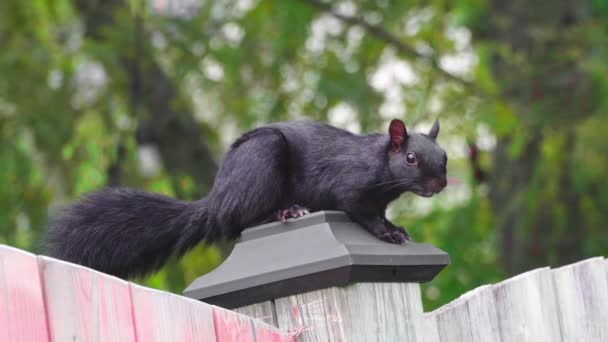 Écureuil Noir Peur Enfuit Long Clôture Bois Tourne Nerveusement Queue — Video
