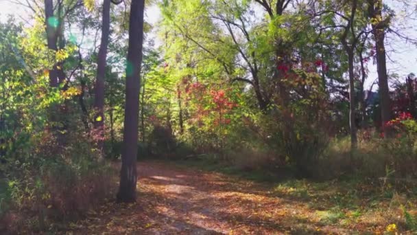 Pomalu Padající Barevné Podzimní Listí Stromů Stezku Keře — Stock video