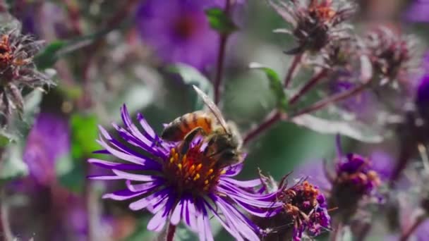 Astry Rośliny Dobre Dla Pszczół Miód Aster Jest Rodzajem Miodu — Wideo stockowe