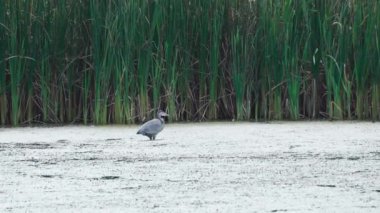 Mavi balıkçıl küçük bir göldeki yeni bir yere uçar.