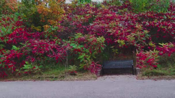 色彩艳丽的荆棘丛中沥青路旁边的金属长椅 — 图库视频影像