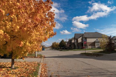 Sonbahar sokağı, sıcak ekim ayında altın akçaağaçlarıyla.