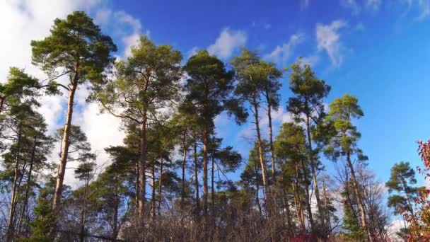 Ormandaki Uzun Çam Ağaçları Beyaz Bulutlu Mavi Gökyüzünün Arka Planına — Stok video