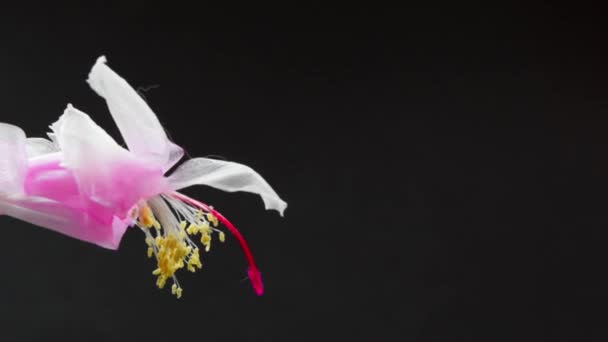 Hybryda Pięknego Białego Kwitnącego Kaktusa Schlumbergera Jest Piękny Kaktus Dając — Wideo stockowe