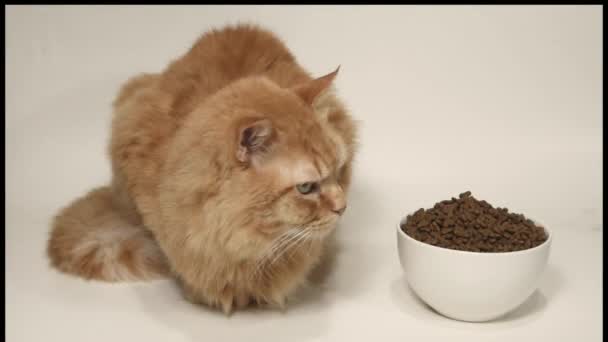 Gato Vermelho Agachado Perto Uma Xícara Comida Seca — Vídeo de Stock