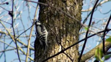 Ağaçkakan boyama, Meşe barka parazit larvaları seyir beyaz siyah