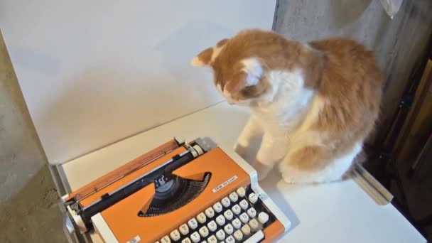 一只猫试图用打字机抓住一封飞扬的信 — 图库视频影像