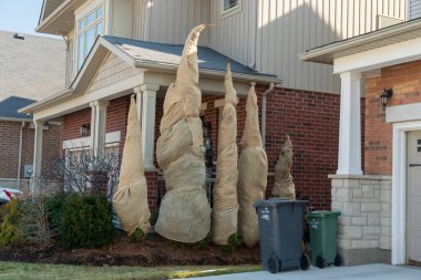 Cypress trees wrapped in burlap for the winter to protect them from icing clipart