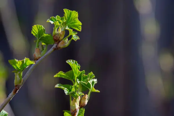 ブラックカラントブッシュのオープニング芽から明るい緑の葉が現れます ストック画像