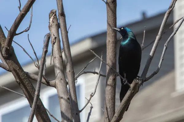 Common Grackles Similar Blackbirds Have More Elongated Body Longer Tail Stock Photo