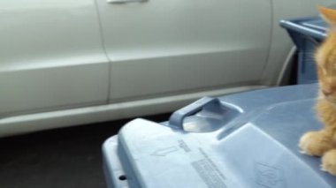 Bir kedi yabani bir tavşanın ot yemesini izliyor.