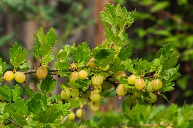 Keskin dikenlerle korunan beyaz bektaşi üzümü dalı.