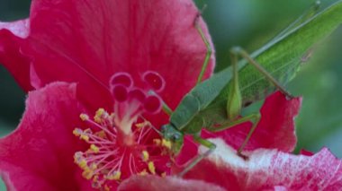 bahçe; yüz; açık hava; turuncu; ev; portre; rahatlama; doğa; yeşil; kedi; güzel; dinlenme; eğlenceli; eğlenceli; tüylü; kedi; sokak; çimen; memeli; saç; uyku; yaz; kedicik; tatlı; sarı; genç;