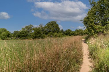 Yeşil bir tarlanın yakınındaki patika boyunca uzun kuru otlar.