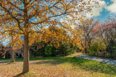 Sonbahar güneşi ile aydınlanan meşe ağaçları yeşil çayırlara kırmızı yapraklar yağdırdı.