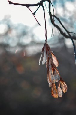 Ağaçların tohum kapsülleri Ormanın içinden uçup gidecek zamanı yoktu