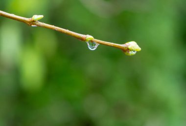 Kabarık tomurcukları olan ve yağmurdan sonra yumuşak bir zemine düşen bir dal.