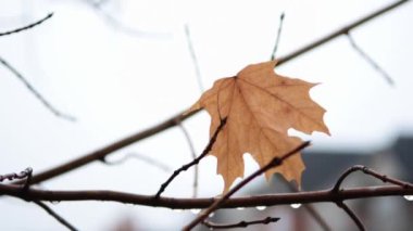 Yalnız bir sonbahar akçaağaç yaprağı yağmurdan sonra bir dala asılı.