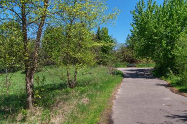 Park yolunun yanında tarlada bir bank olan iki huş ağacı var.